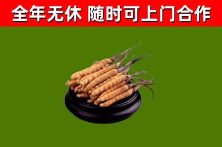 肥城回收冬虫夏草
