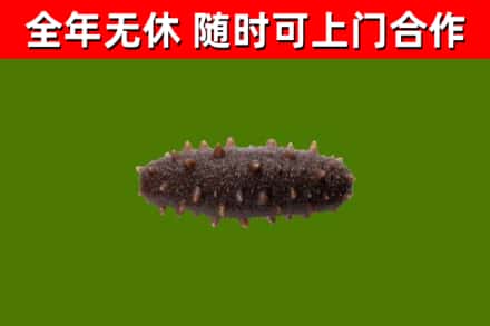 肥城回收海参干